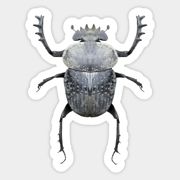 Giant Flattened Dung Beetle Sticker by InsecTees by Dom Lever